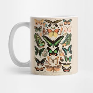 Papillon II Vintage French Butterfly Chart Mug